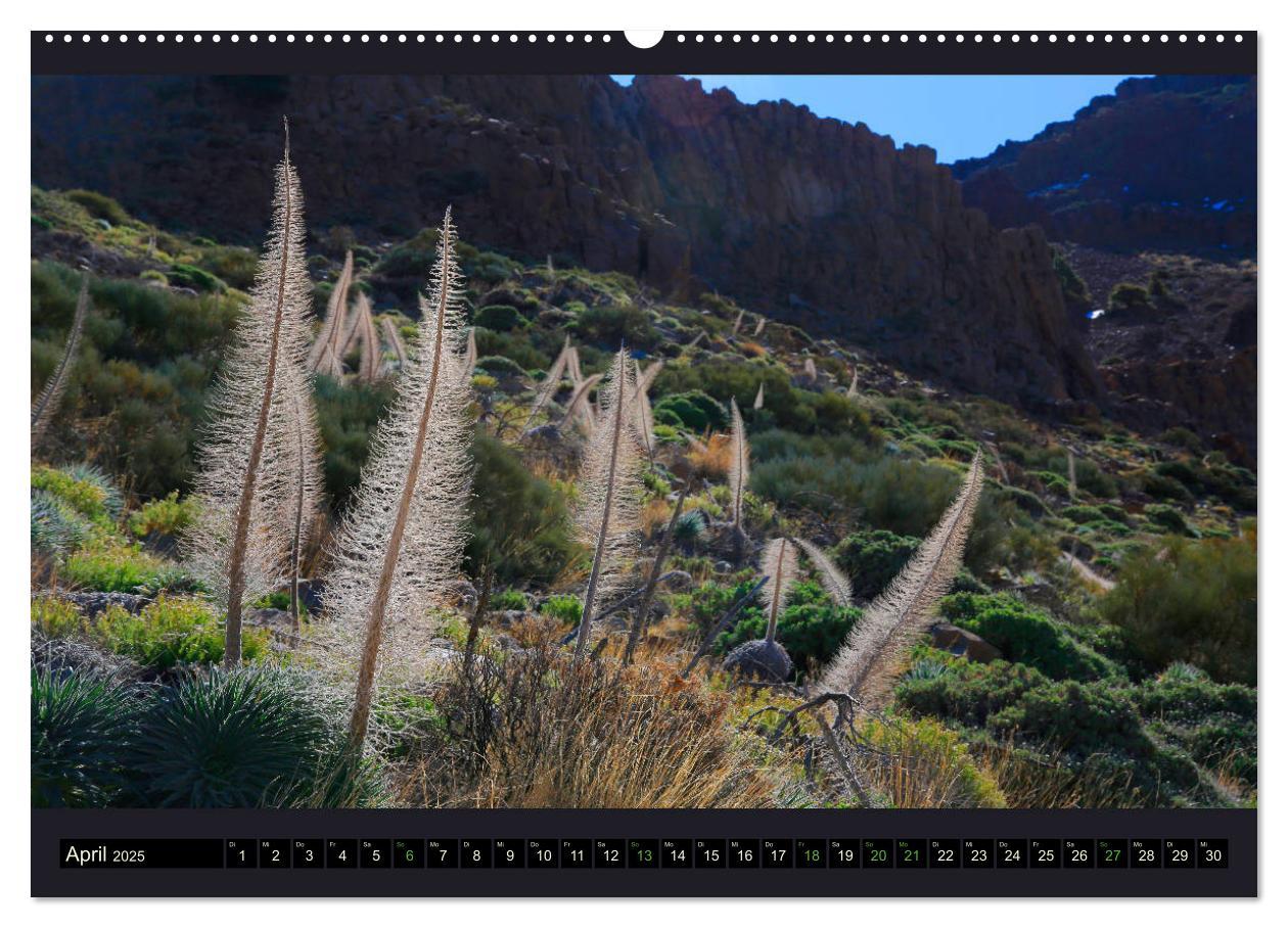 Bild: 9783435399970 | wildes Teneriffa (Wandkalender 2025 DIN A2 quer), CALVENDO...