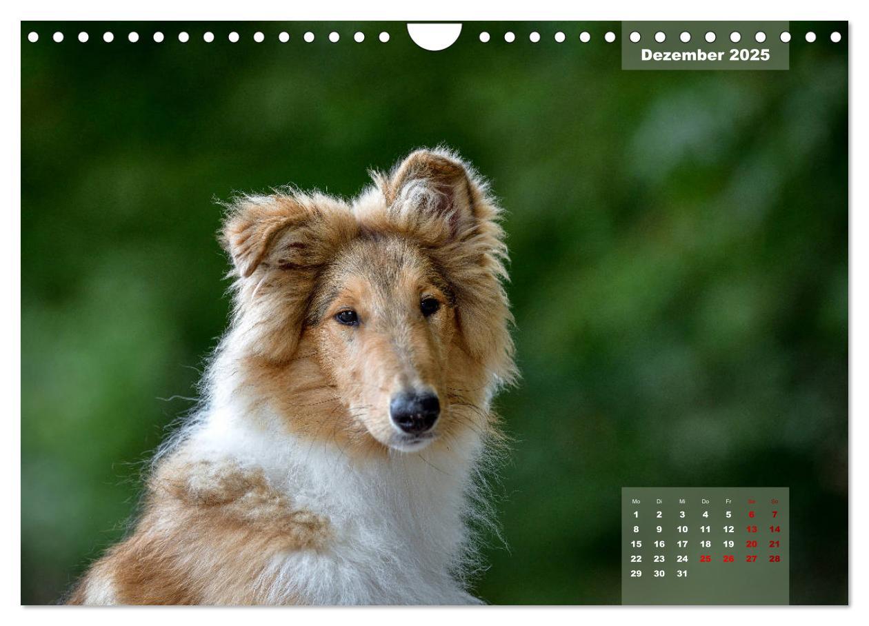 Bild: 9783435110919 | Typisch Collie (Wandkalender 2025 DIN A4 quer), CALVENDO...