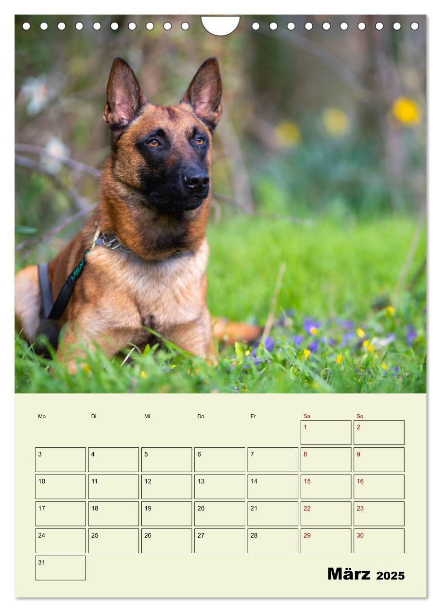 Bild: 9783435947447 | Malinois verlässliche Begleiter (Wandkalender 2025 DIN A4 hoch),...