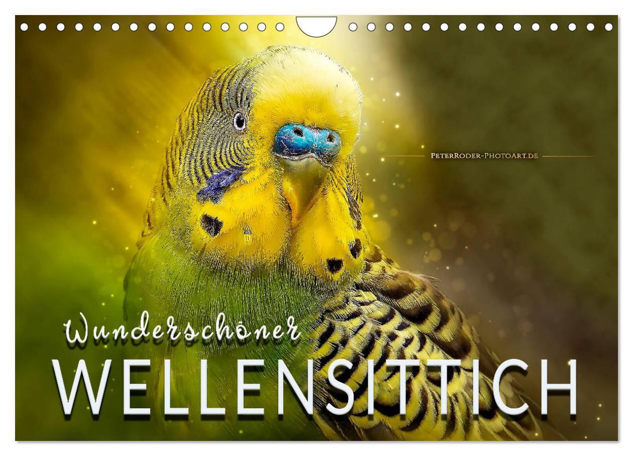 Cover: 9783435348893 | Wunderschöner Wellensittich (Wandkalender 2025 DIN A4 quer),...