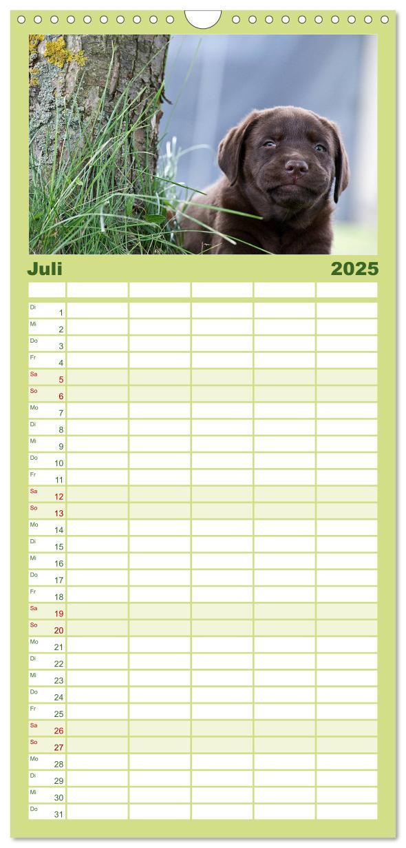 Bild: 9783457110102 | Familienplaner 2025 - Labrador Welpen mit 5 Spalten (Wandkalender,...