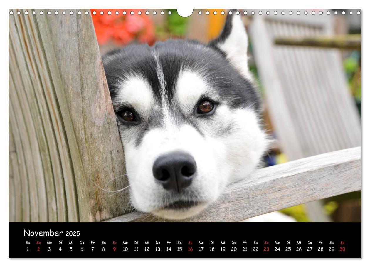 Bild: 9783435738939 | Huskys - Traumhunde (Wandkalender 2025 DIN A3 quer), CALVENDO...