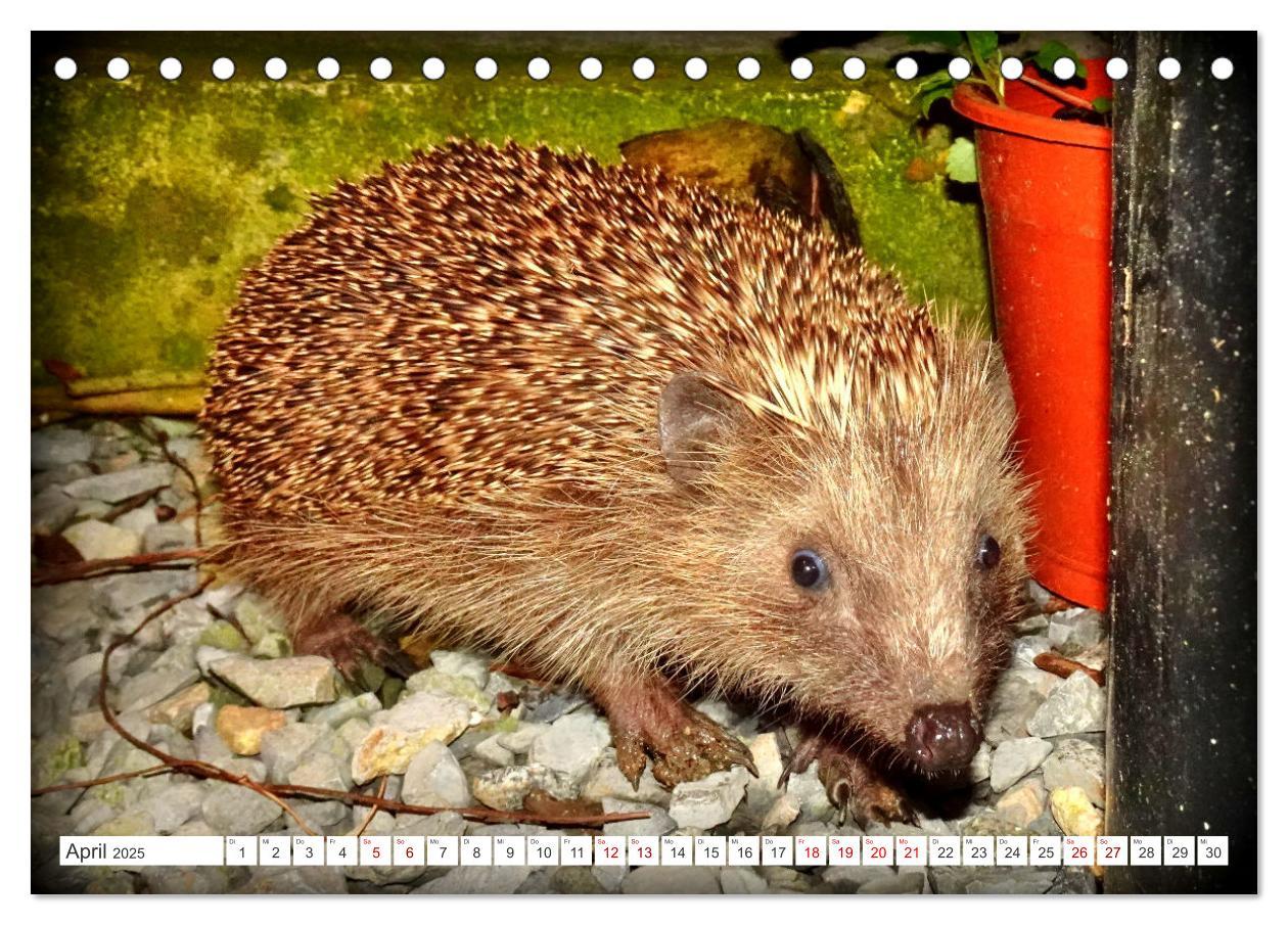 Bild: 9783457146309 | Mein Haus-Igel (Tischkalender 2025 DIN A5 quer), CALVENDO...