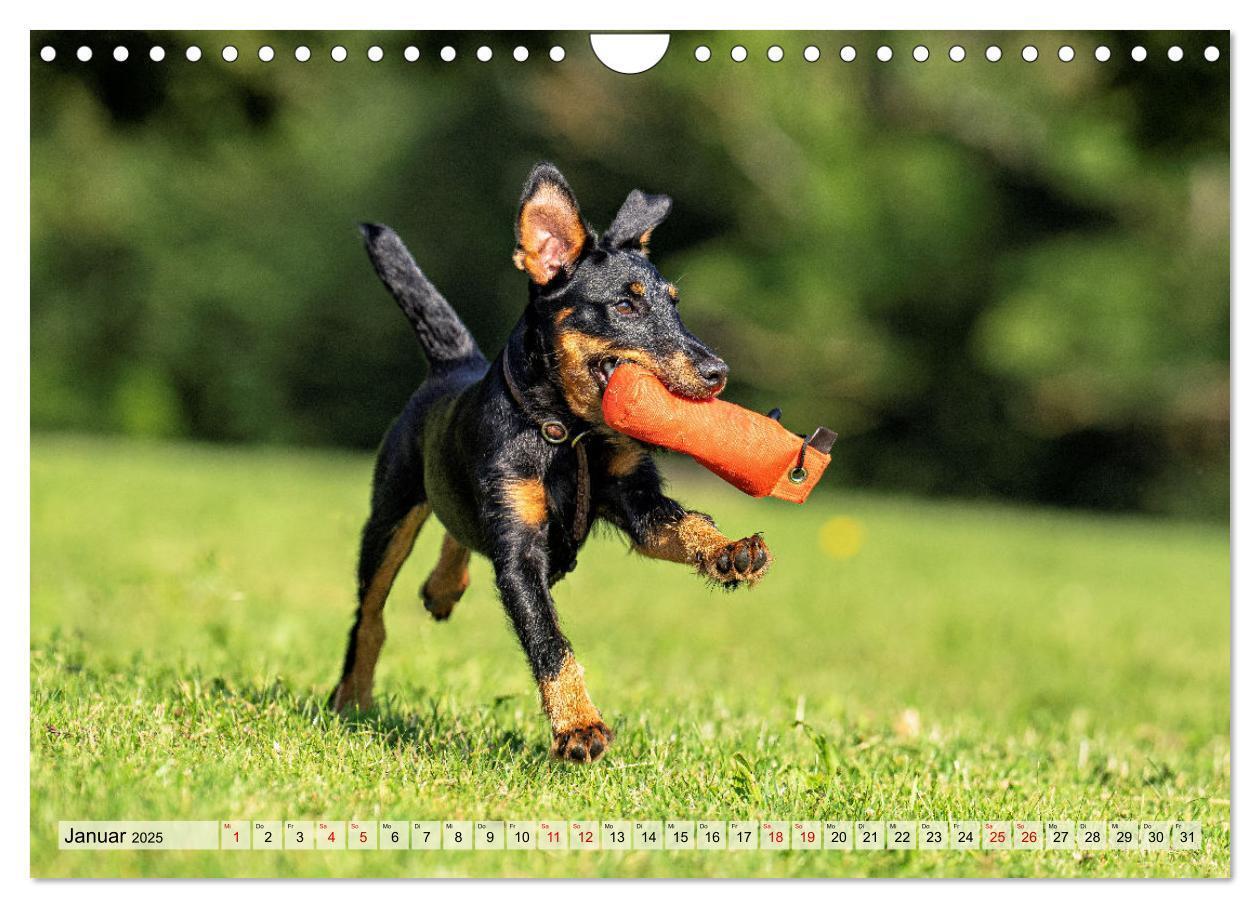 Bild: 9783457190043 | Deutscher Terrier - ein leidenschaftlicher Jäger (Wandkalender 2025...