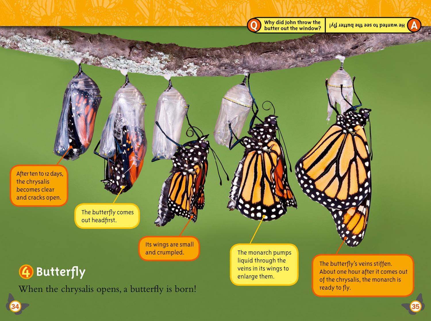 Bild: 9780008266783 | Butterflies | Level 4 | Laura Marsh (u. a.) | Taschenbuch | Englisch