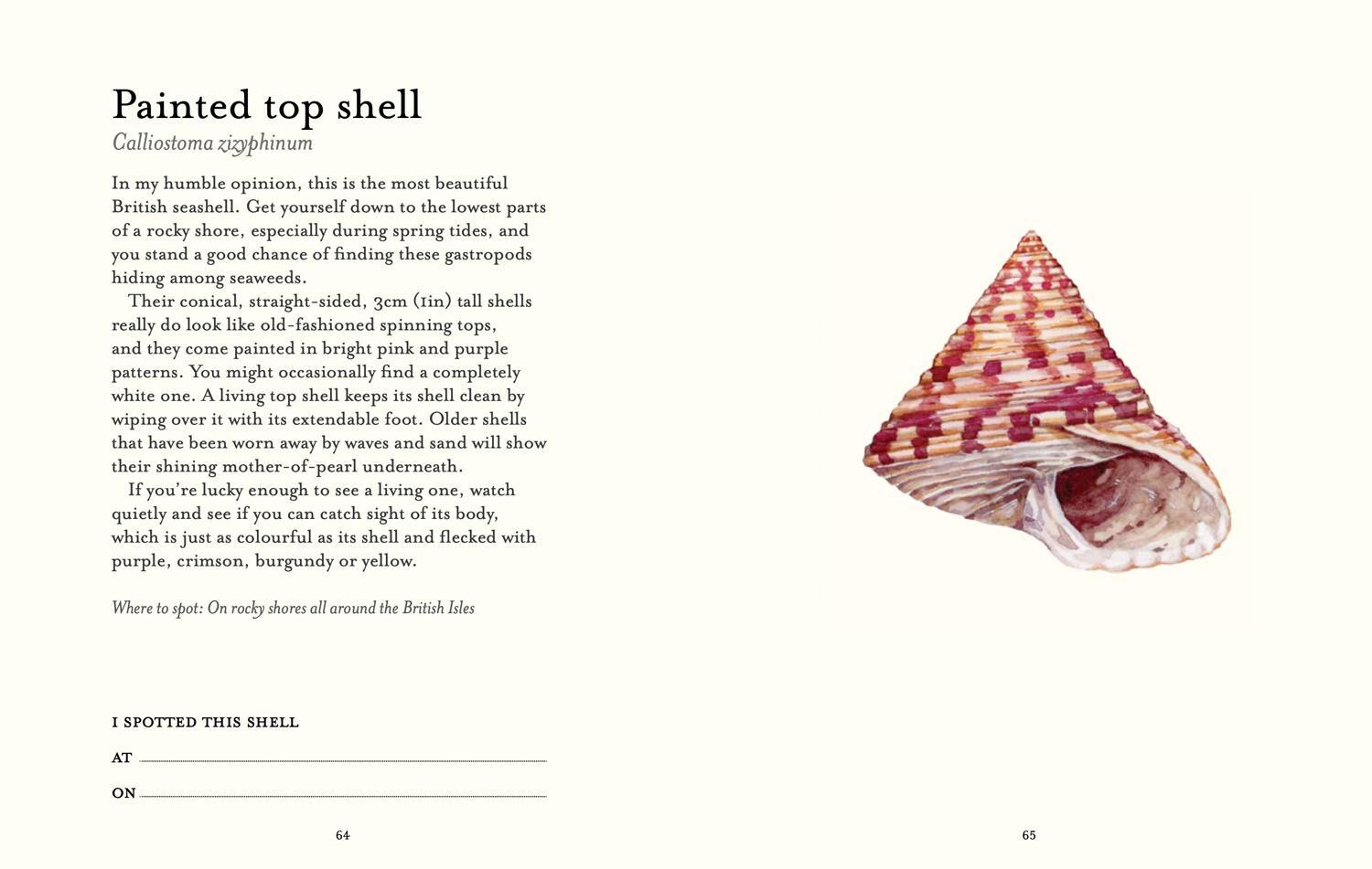 Bild: 9780008641313 | The Shell Spotter's Guide | Helen Scales | Buch | Englisch | 2024