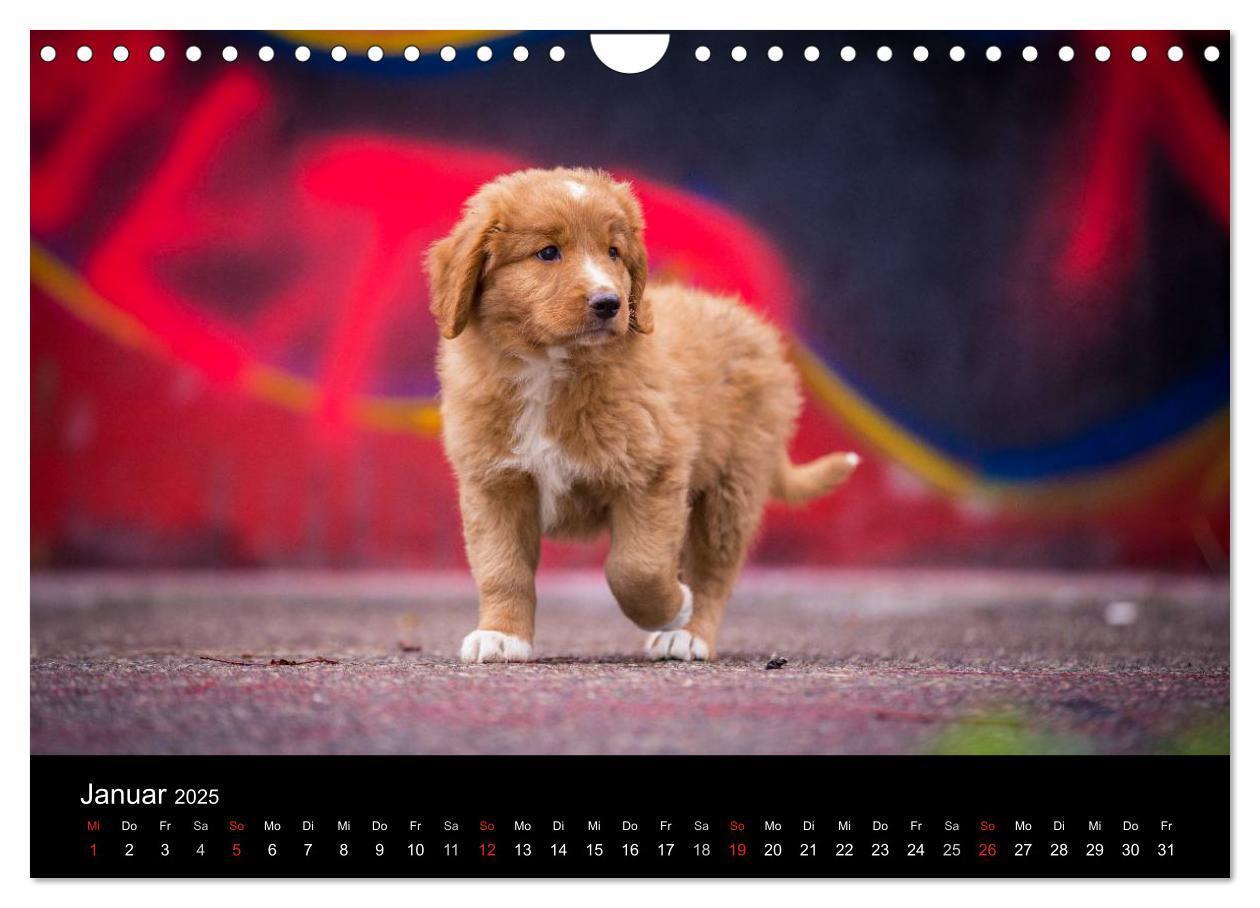 Bild: 9783435629770 | Toller - Nova Scotia Duck Tolling Retriever (Wandkalender 2025 DIN...