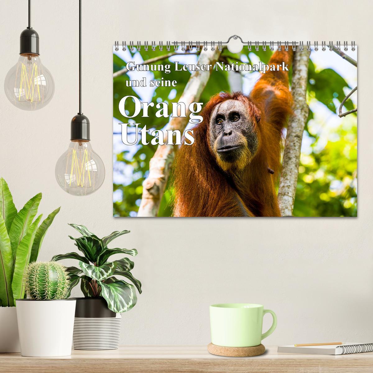 Bild: 9783457150726 | Gunung Leuser Nationalpark und seine Orang Utans (Wandkalender 2025...