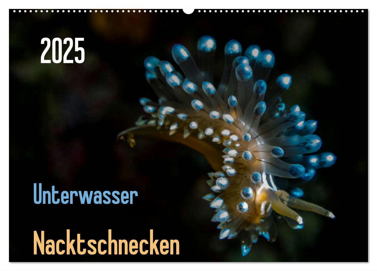 Cover: 9783435592234 | Unterwasser - Nacktschnecken 2025 (Wandkalender 2025 DIN A2 quer),...