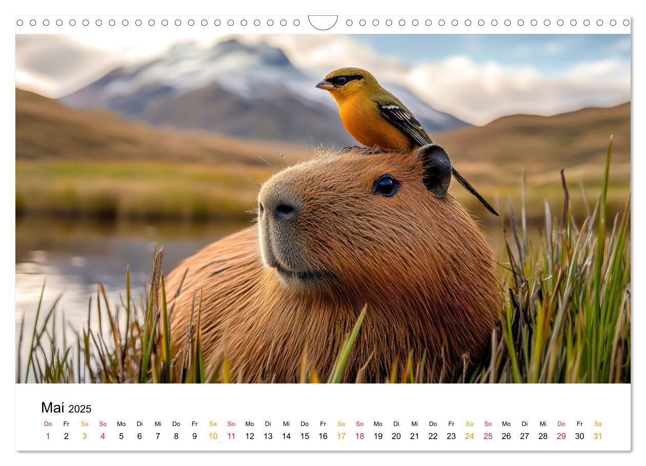 Bild: 9783457244593 | Capybara - liebenswertes großes Wasserschwein (Wandkalender 2025...