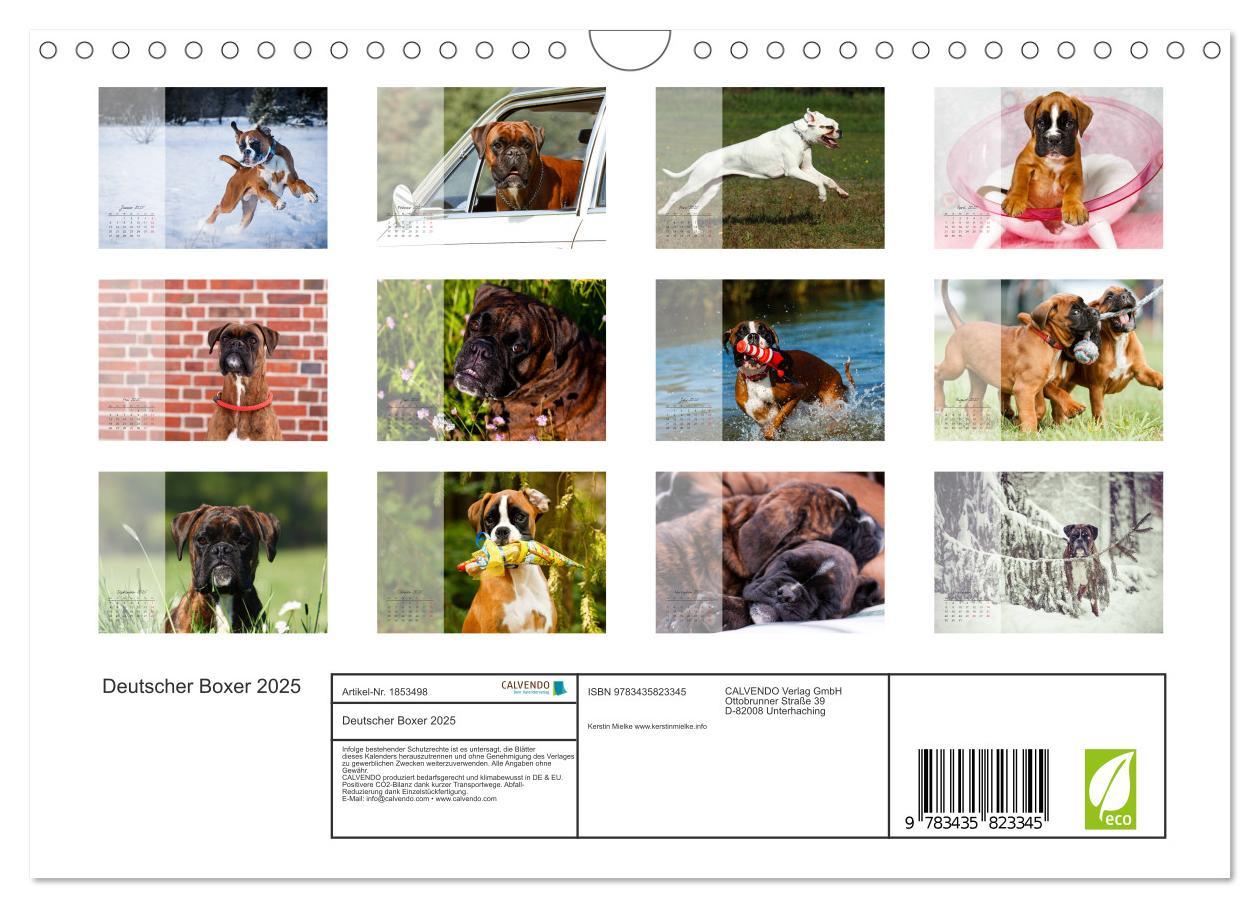 Bild: 9783435823345 | Deutscher Boxer 2025 (Wandkalender 2025 DIN A4 quer), CALVENDO...