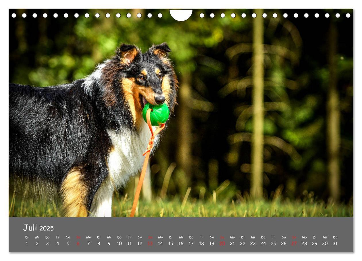 Bild: 9783435314522 | Einmal Collie - immer Collie (Wandkalender 2025 DIN A4 quer),...