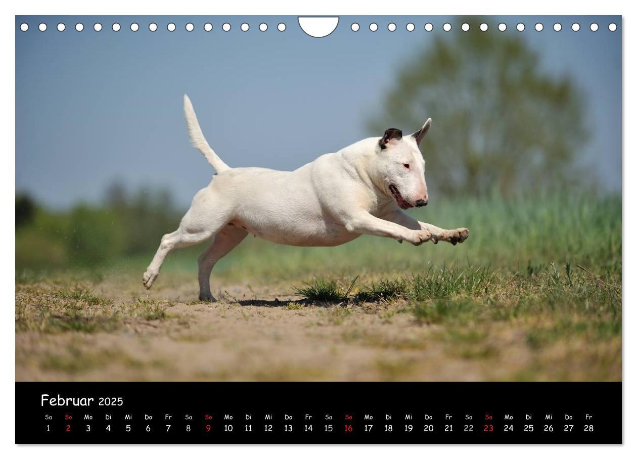 Bild: 9783435587230 | Bullterrier? Was sonst! (Wandkalender 2025 DIN A4 quer), CALVENDO...