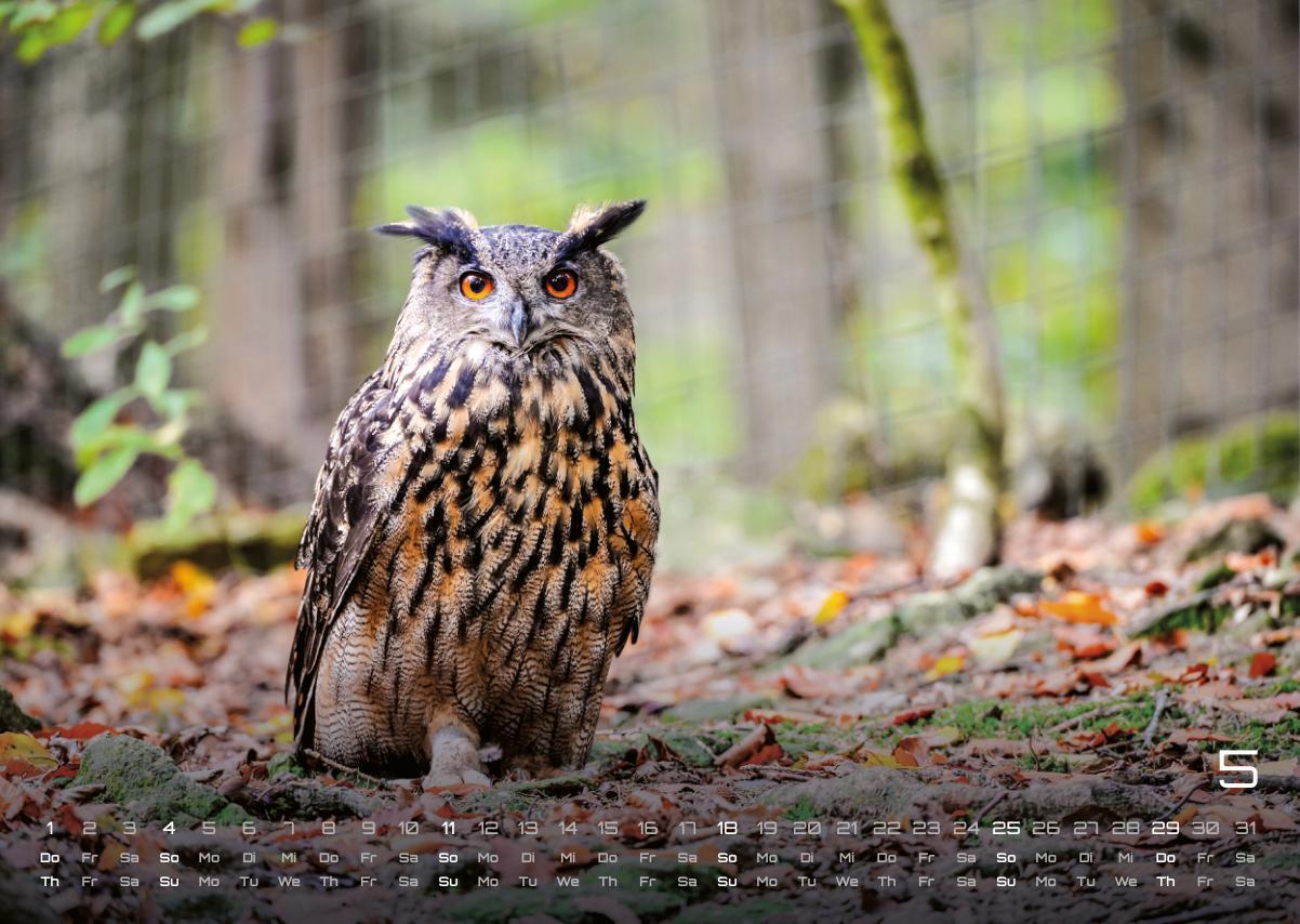 Bild: 9783986733957 | Eulen - Wächter der Nacht - 2025 - Kalender DIN A3 | GP-Fever.de