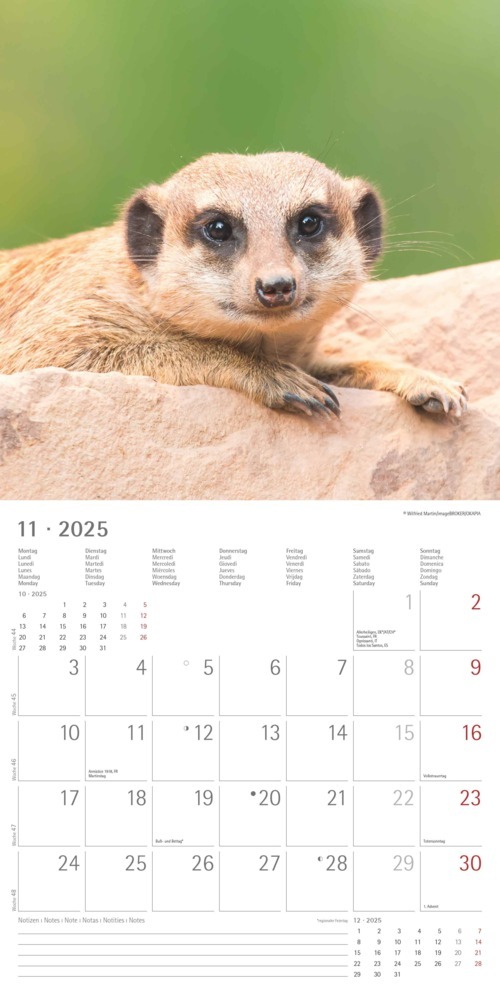 Bild: 4251732340742 | Alpha Edition - Erdmännchen 2025 Broschürenkalender, 30x30cm,...