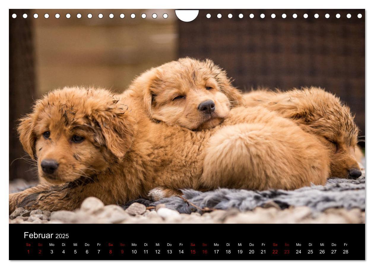 Bild: 9783435392919 | Toller - Nova Scotia Duck Tolling Retriever (Wandkalender 2025 DIN...