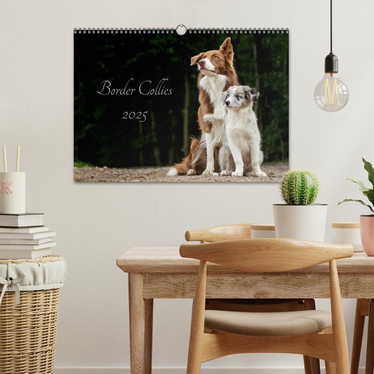 Bild: 9783435577750 | Border Collies 2025 (Wandkalender 2025 DIN A3 quer), CALVENDO...