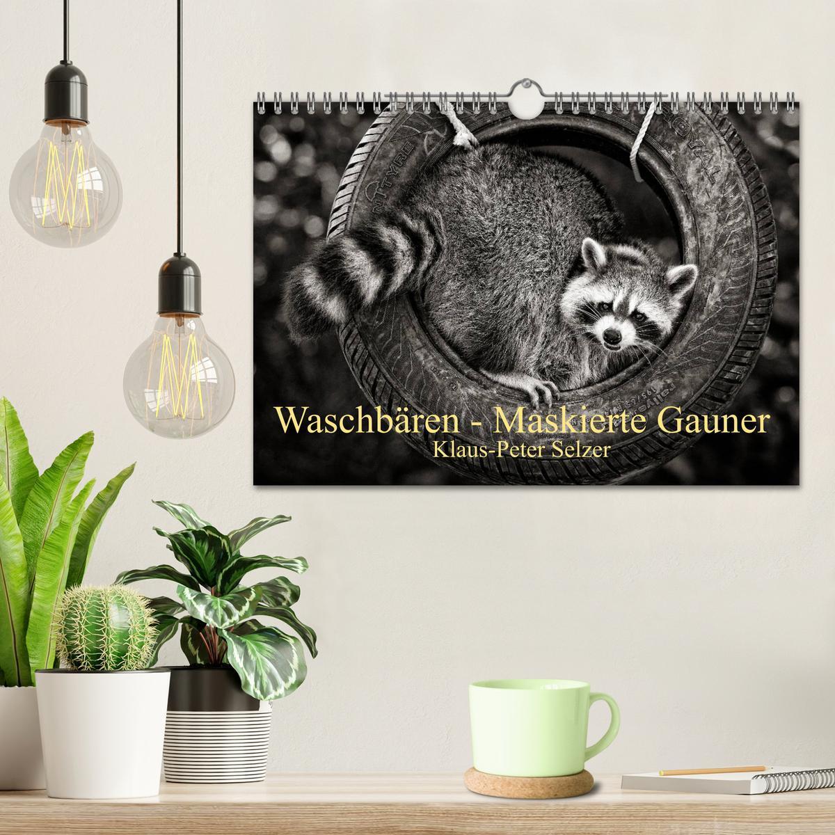 Bild: 9783435588503 | Waschbären - Maskierte Gauner (Wandkalender 2025 DIN A4 quer),...