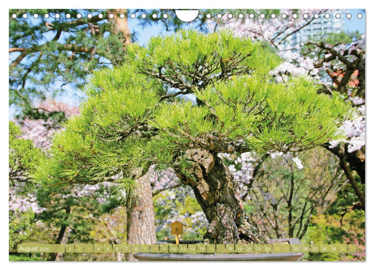 Bild: 9783457198117 | Gartenkunst aus Japan: Bonsai (Wandkalender 2025 DIN A4 quer),...