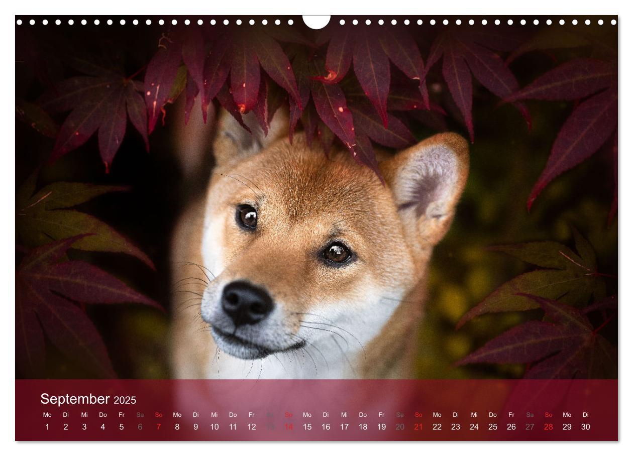 Bild: 9783457234143 | Shiba Inu - mutig, treu, selbstbewusst (Wandkalender 2025 DIN A3...