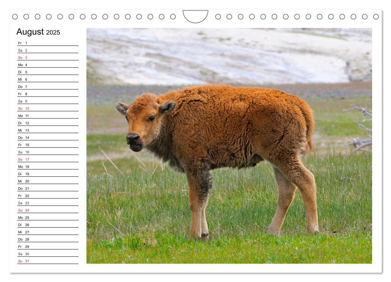 Bild: 9783435537174 | Der nordamerikanische Bison (Wandkalender 2025 DIN A4 quer),...