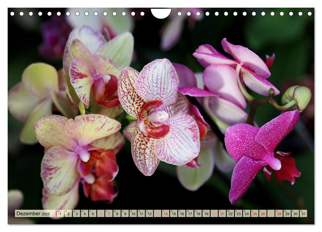 Bild: 9783383765049 | Beliebte Orchideen (Wandkalender 2025 DIN A4 quer), CALVENDO...