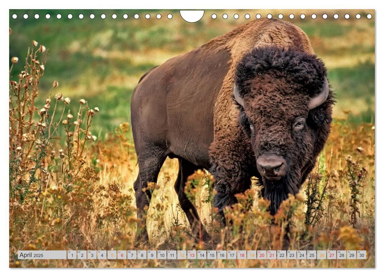 Bild: 9783435580552 | Bison und Wisent - Riesen mit unbändiger Kraft (Wandkalender 2025...