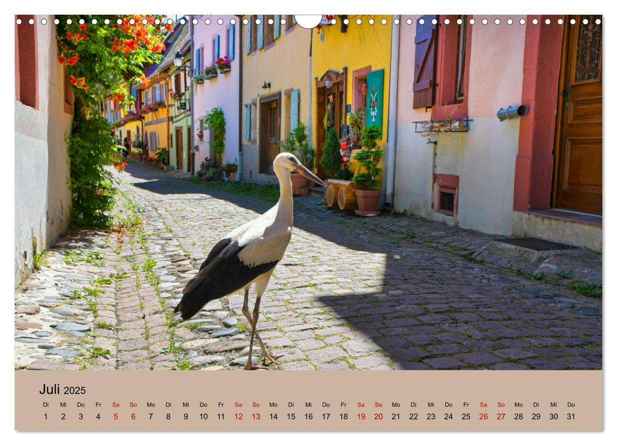 Bild: 9783435019779 | Der Storchenkalender (Wandkalender 2025 DIN A3 quer), CALVENDO...