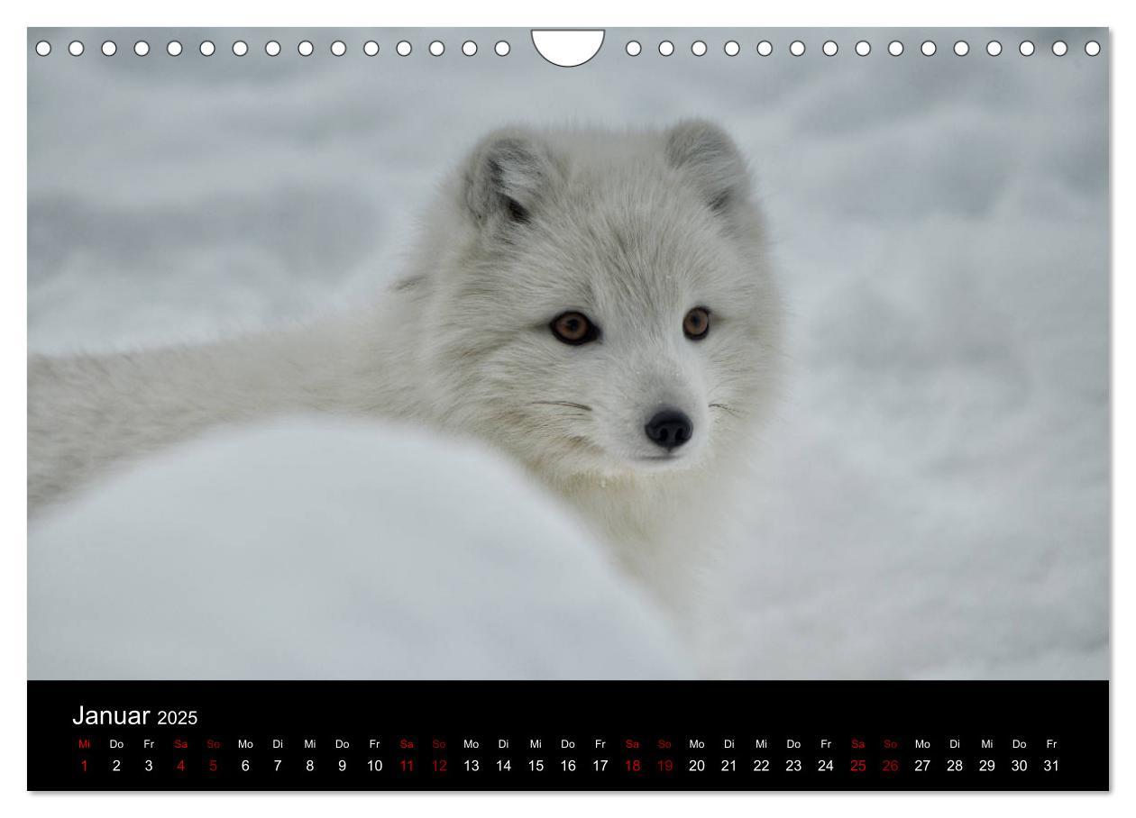 Bild: 9783435441167 | Polarfuchsstudien Wildlife (Wandkalender 2025 DIN A4 quer),...