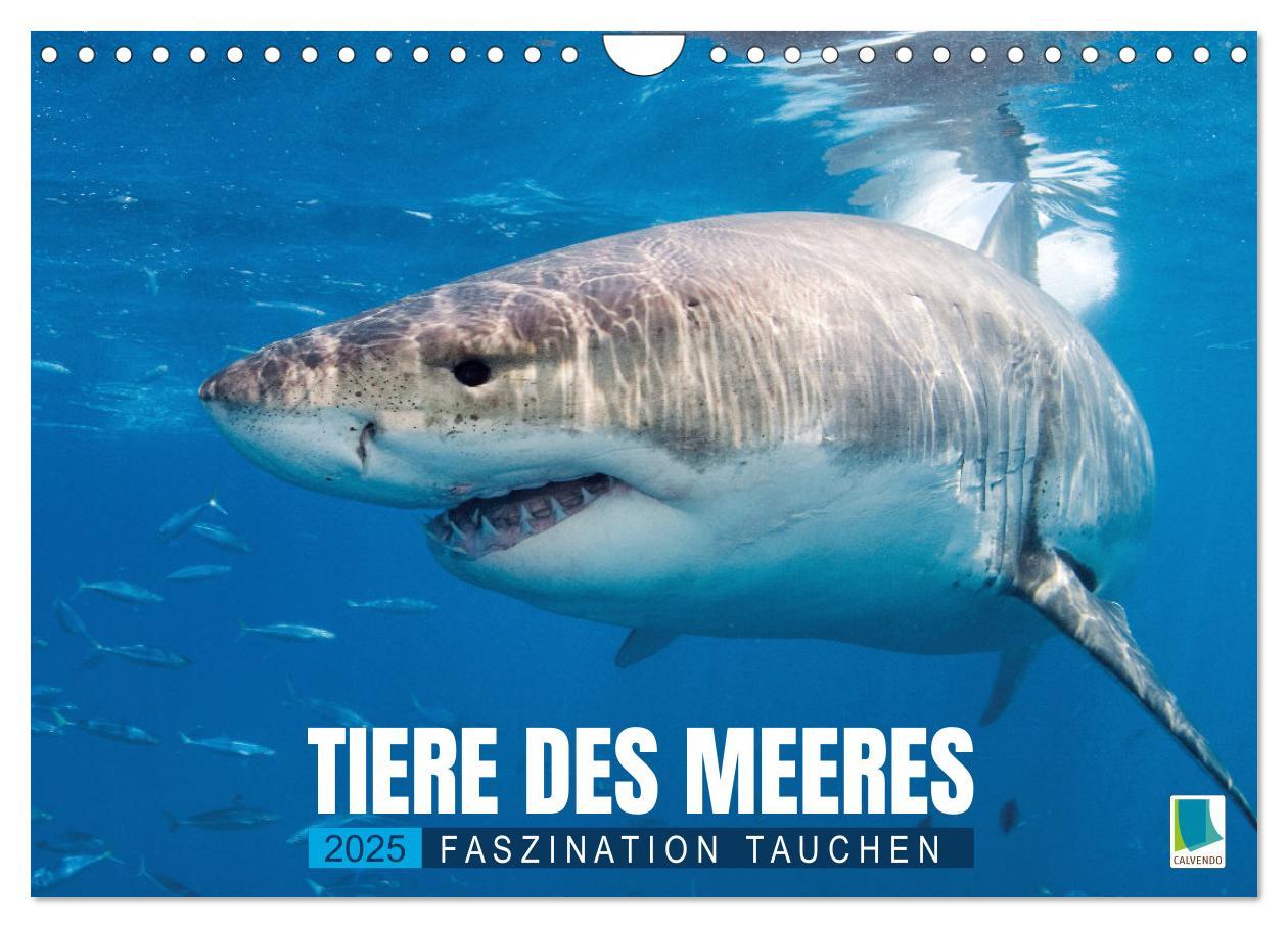 Cover: 9783457182970 | Tiere des Meeres: Faszination Tauchen (Wandkalender 2025 DIN A4...