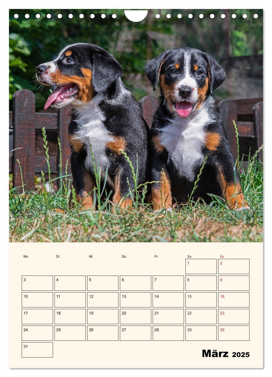 Bild: 9783435936939 | Appenzeller Sennenhund - Mit Plan durch das Jahr (Wandkalender 2025...