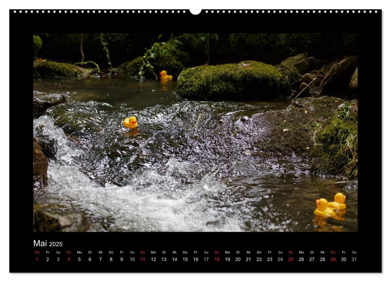 Bild: 9783435691555 | Enten-Rennen (Wandkalender 2025 DIN A2 quer), CALVENDO Monatskalender