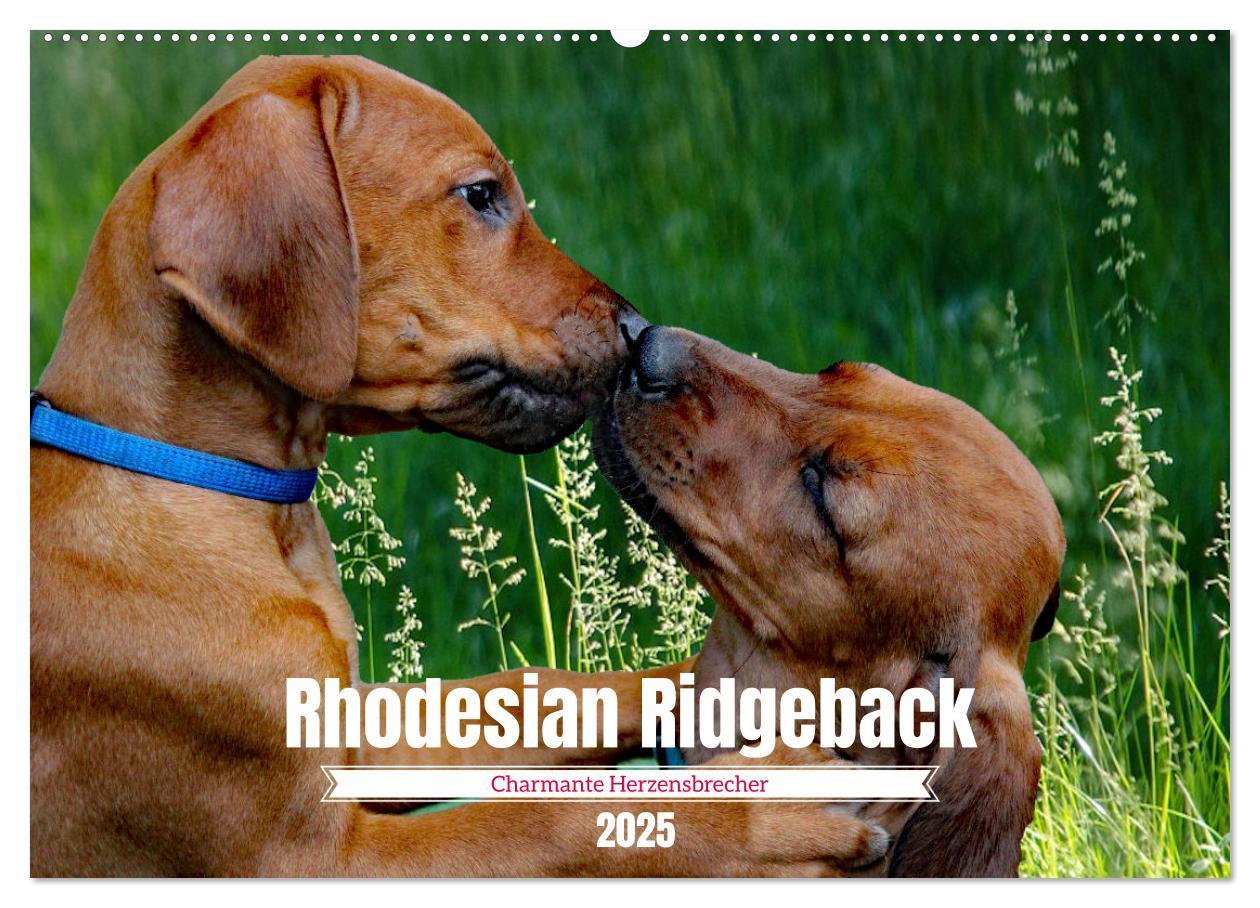 Cover: 9783383939075 | Rhodesian Ridgeback, Charmante Herzensbrecher (Wandkalender 2025...