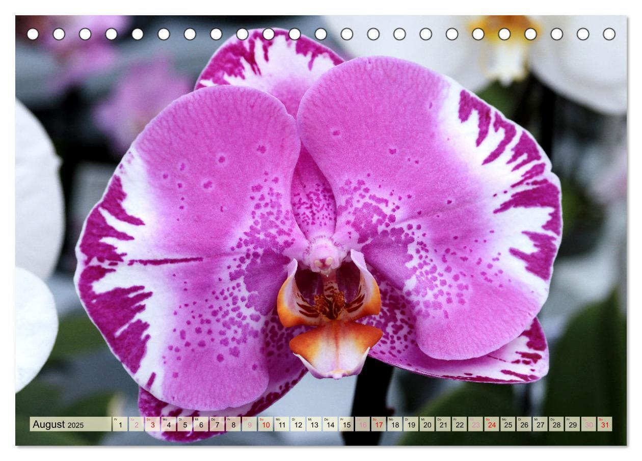 Bild: 9783383765131 | Beliebte Orchideen (Tischkalender 2025 DIN A5 quer), CALVENDO...