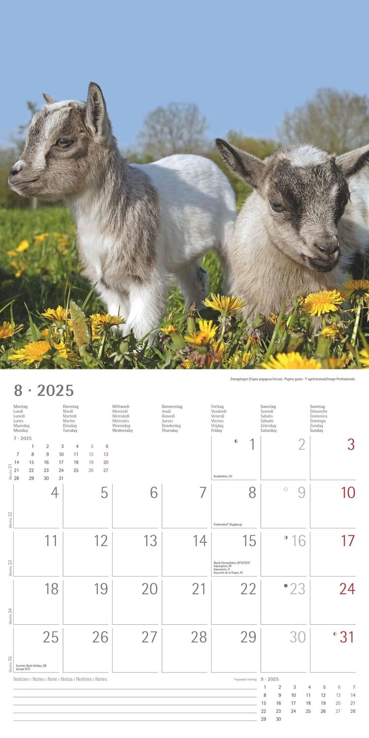 Bild: 4251732340773 | Tierbabys 2025 - Broschürenkalender 30x30 cm (30x60 geöffnet) -...