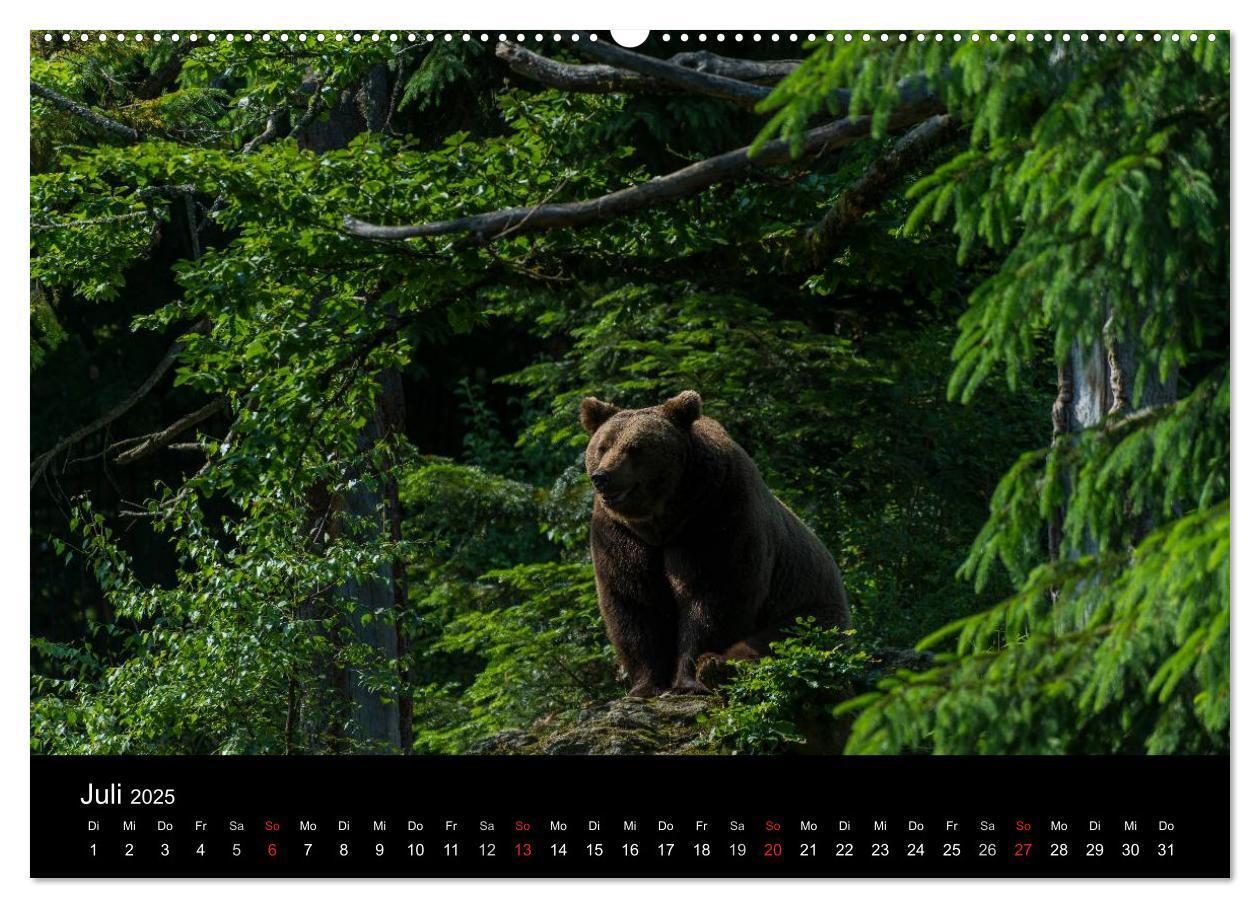 Bild: 9783435722532 | Bayerischer Wald (Wandkalender 2025 DIN A2 quer), CALVENDO...