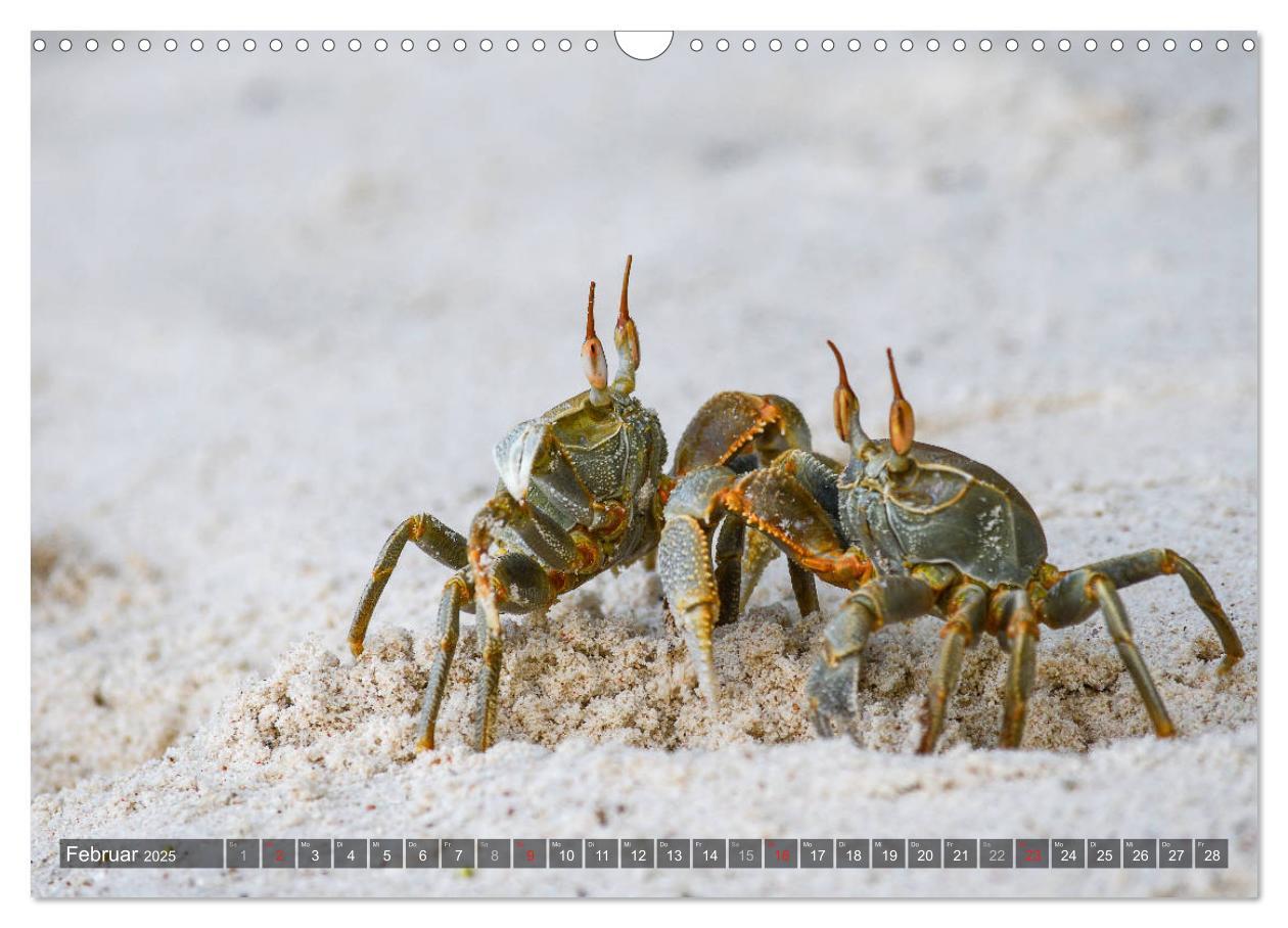 Bild: 9783435289110 | Seychellen - Das letzte Paradies auf Erden (Wandkalender 2025 DIN...