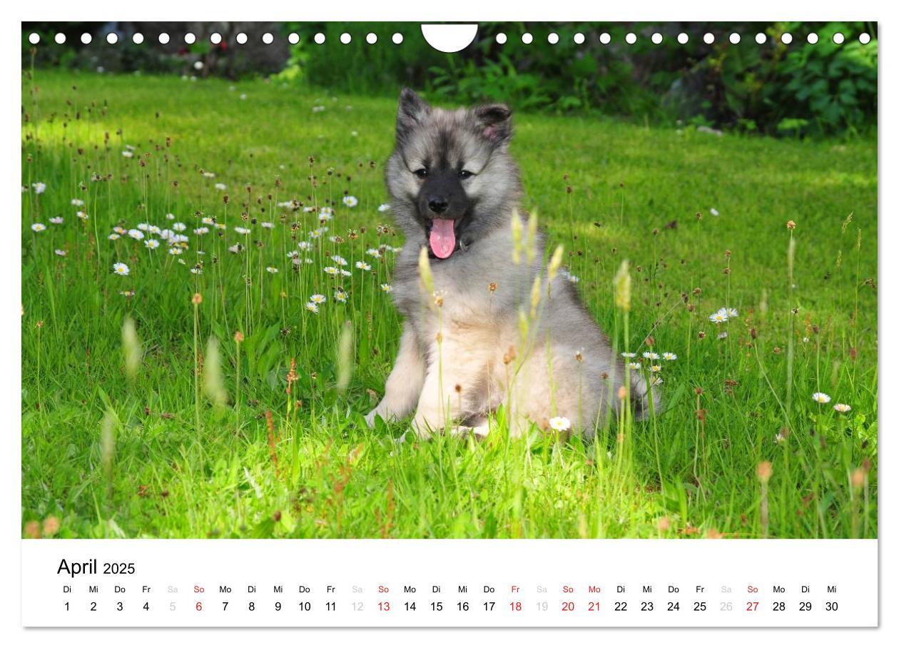 Bild: 9783435805457 | Der Wolfsspitz (Wandkalender 2025 DIN A4 quer), CALVENDO...