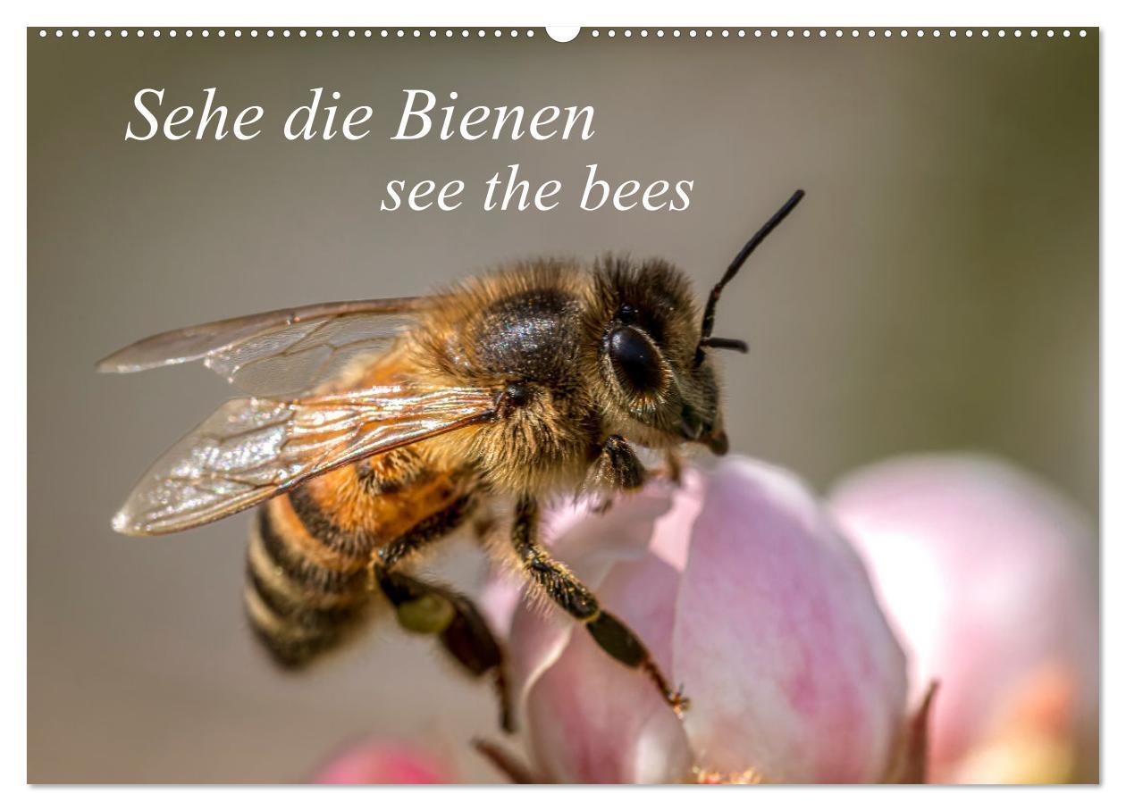 Cover: 9783383794384 | Sehe die Bienen (Wandkalender 2025 DIN A2 quer), CALVENDO...