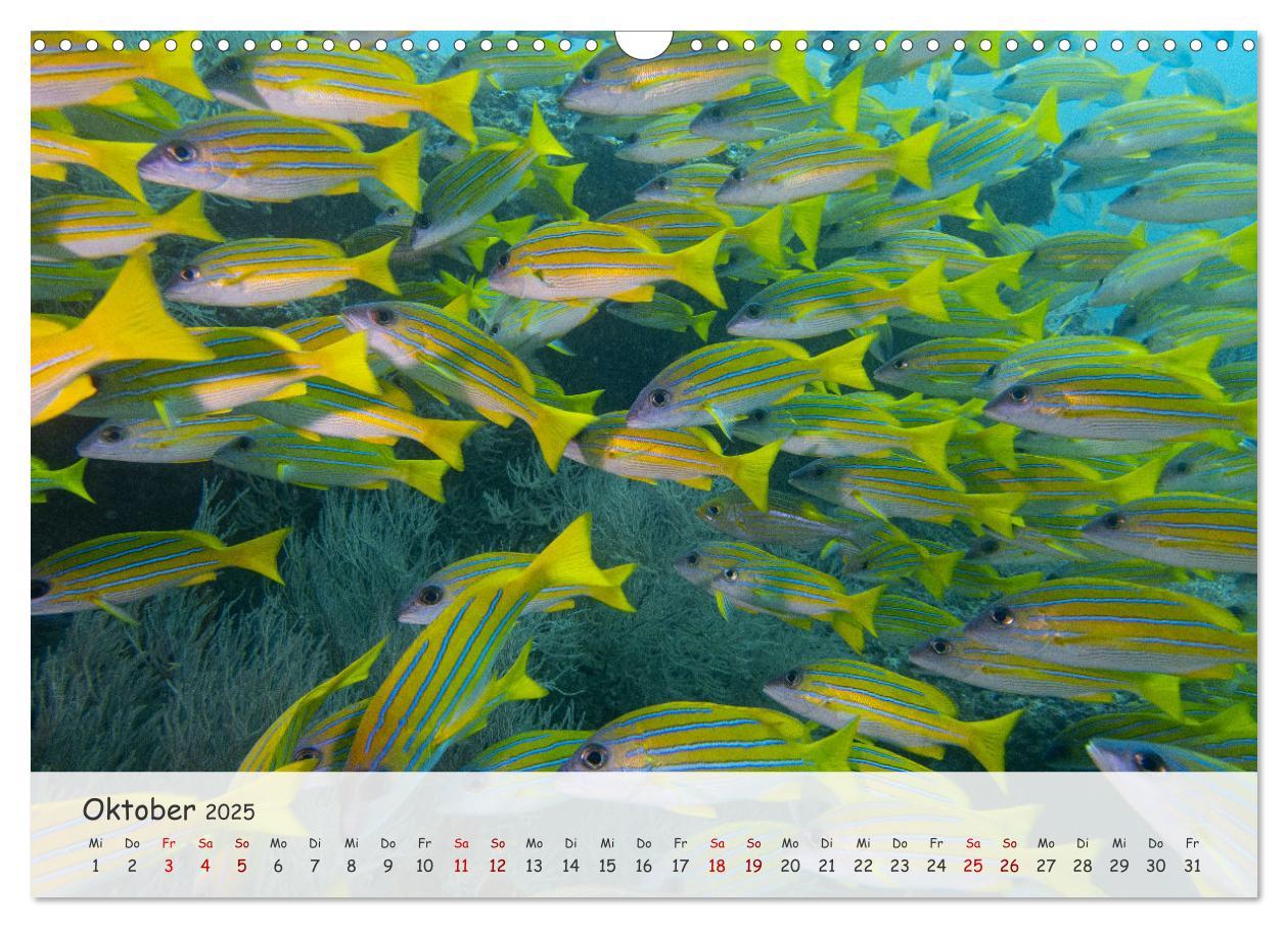 Bild: 9783383883279 | Faszination Meer und Fische (Wandkalender 2025 DIN A3 quer),...