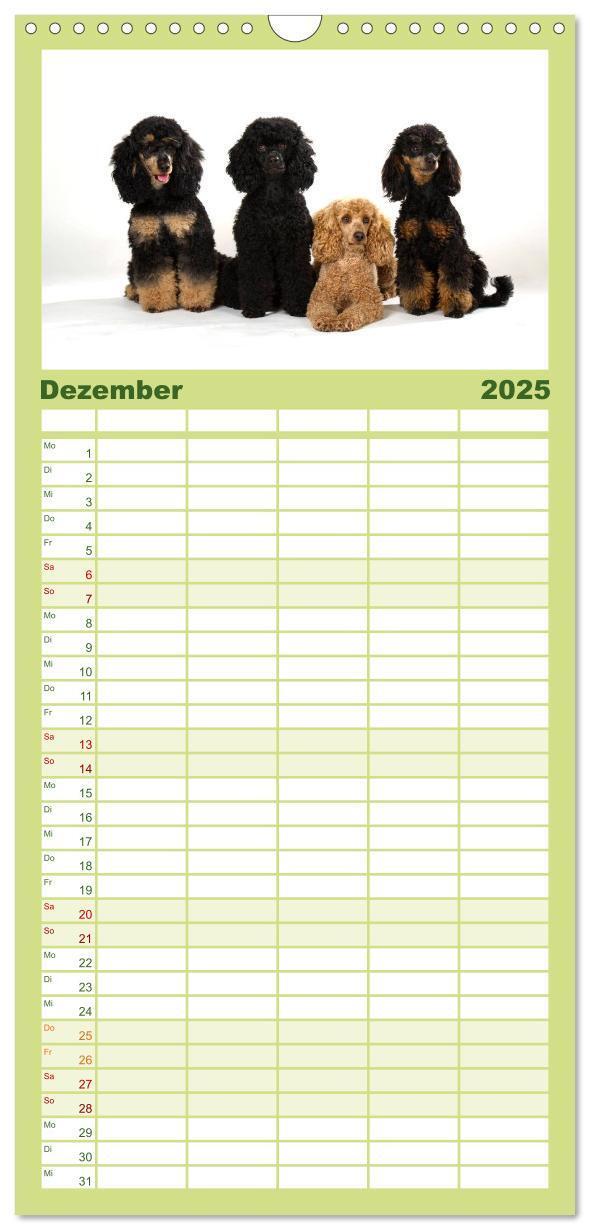 Bild: 9783457125427 | Familienplaner 2025 - Pudel mit 5 Spalten (Wandkalender, 21 x 45...