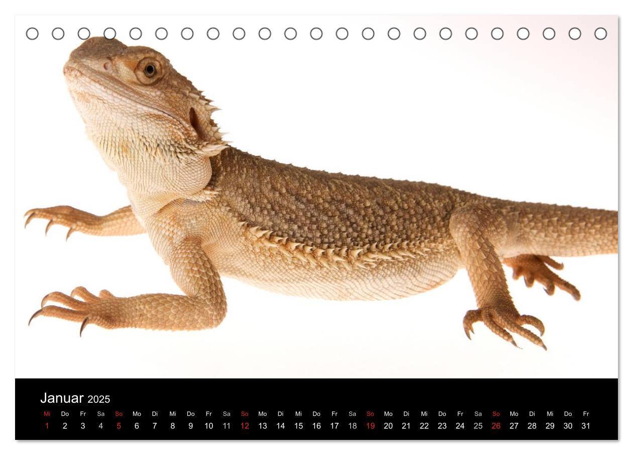 Bild: 9783435826315 | Reptilien &amp; Co. (Tischkalender 2025 DIN A5 quer), CALVENDO...