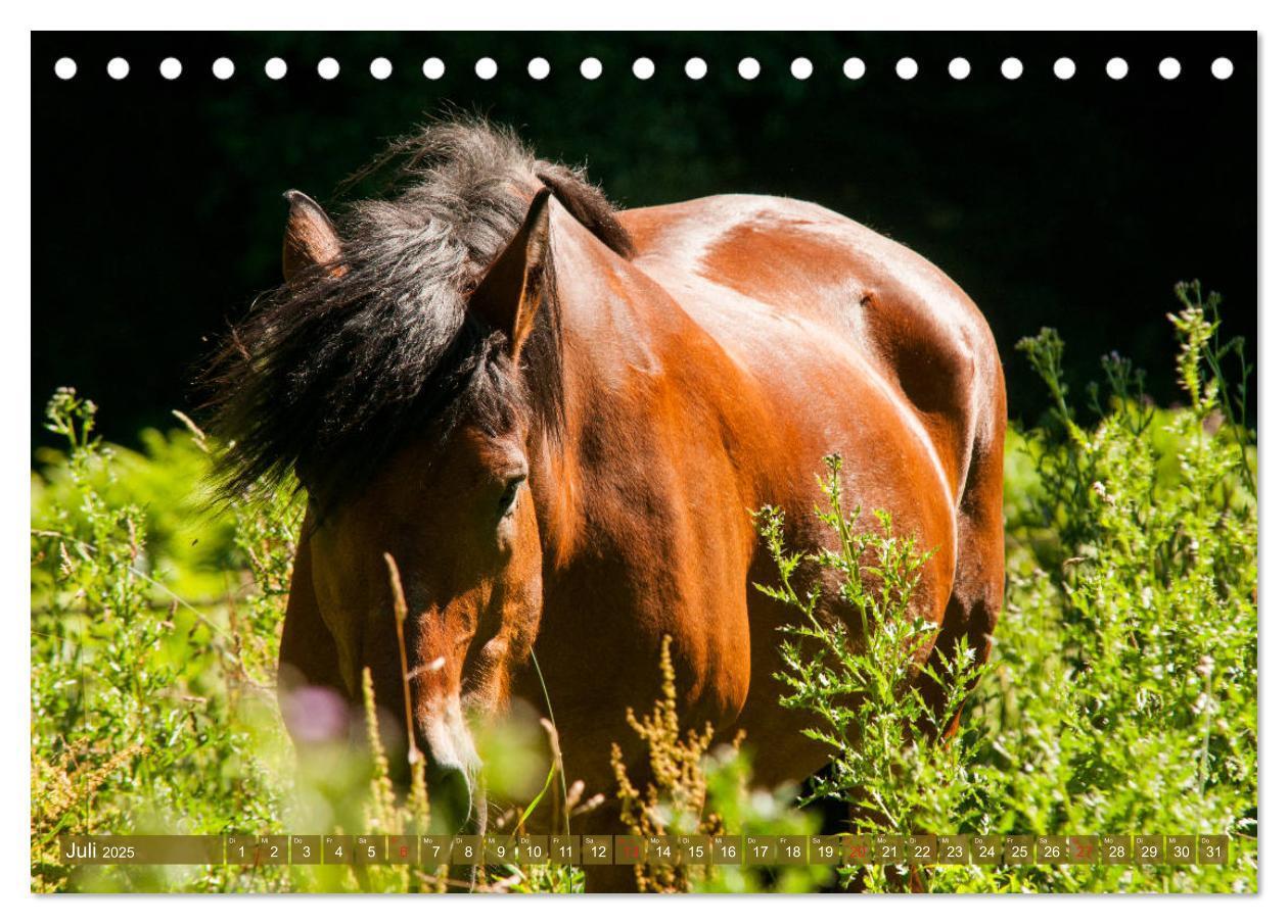 Bild: 9783435269624 | Kaltblüter - Schwere Pferde mit Charme (Tischkalender 2025 DIN A5...