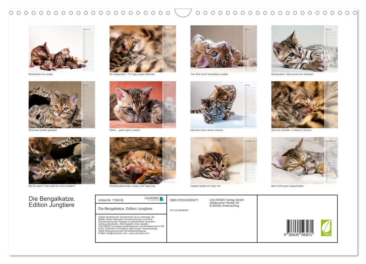 Bild: 9783435593071 | Die Bengalkatze. Edition Jungtiere (Wandkalender 2025 DIN A3 quer),...