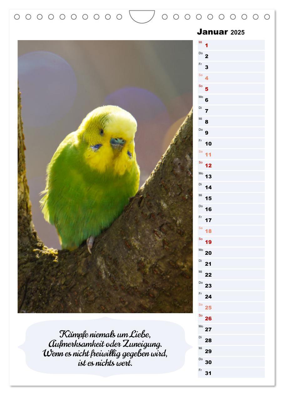 Bild: 9783435891009 | Niedliche Wellensittiche (Wandkalender 2025 DIN A4 hoch), CALVENDO...