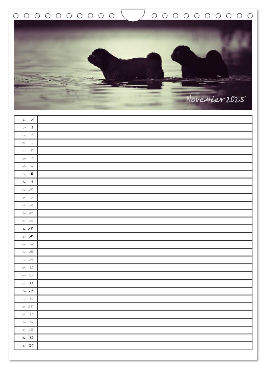 Bild: 9783457067796 | Der mopsige Familienplaner (Wandkalender 2025 DIN A4 hoch),...