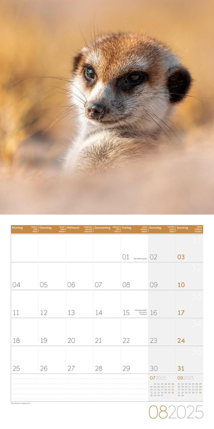 Bild: 9783838445328 | Erdmännchen Kalender 2025 - 30x30 | Ackermann Kunstverlag | Kalender