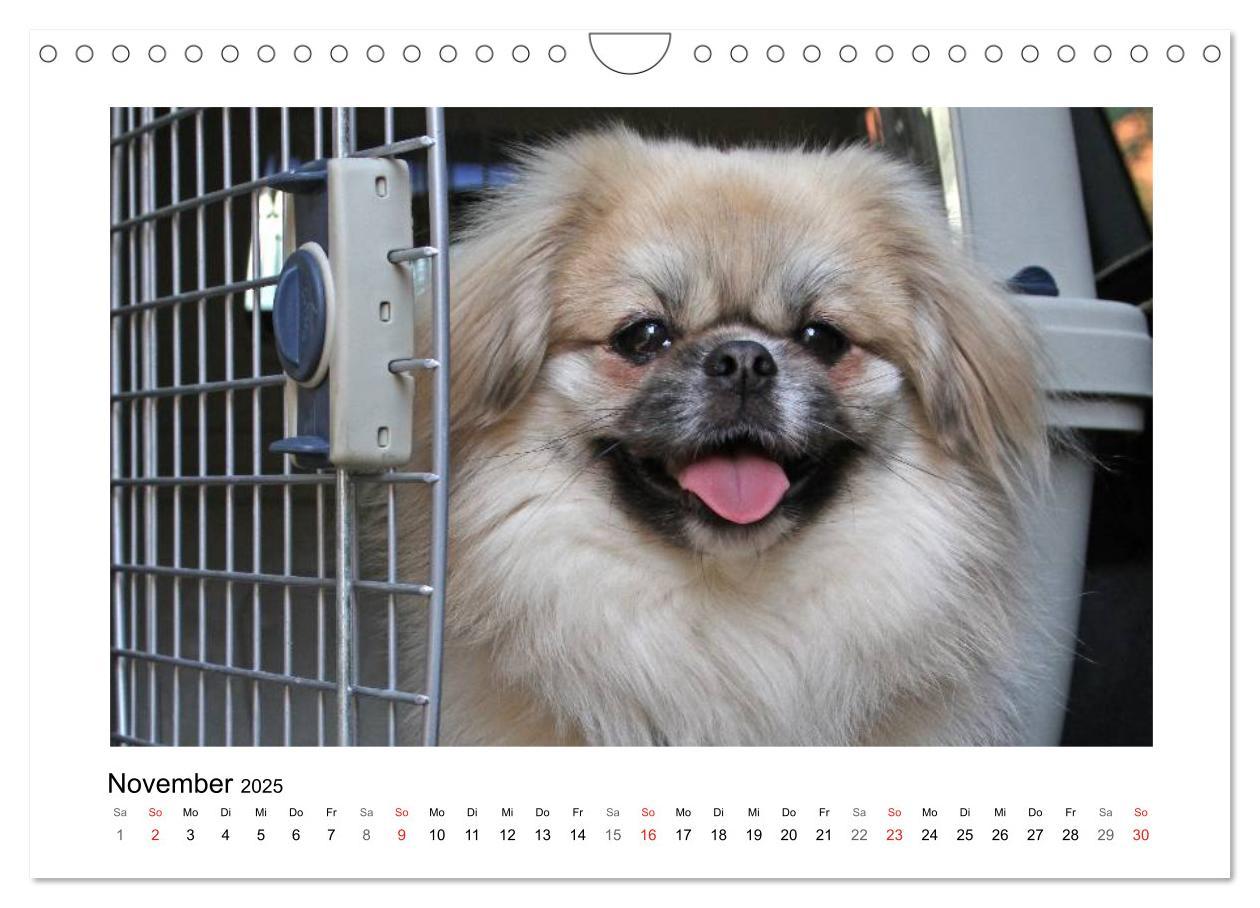 Bild: 9783435681570 | Tibet-Spaniel (Wandkalender 2025 DIN A4 quer), CALVENDO Monatskalender