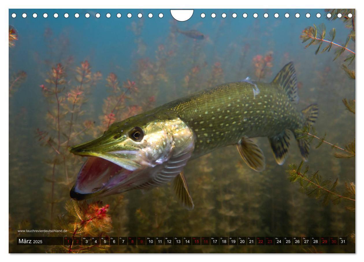 Bild: 9783435426034 | Tauchrevier Deutschland - Der Hecht (Esox lucius) (Wandkalender...