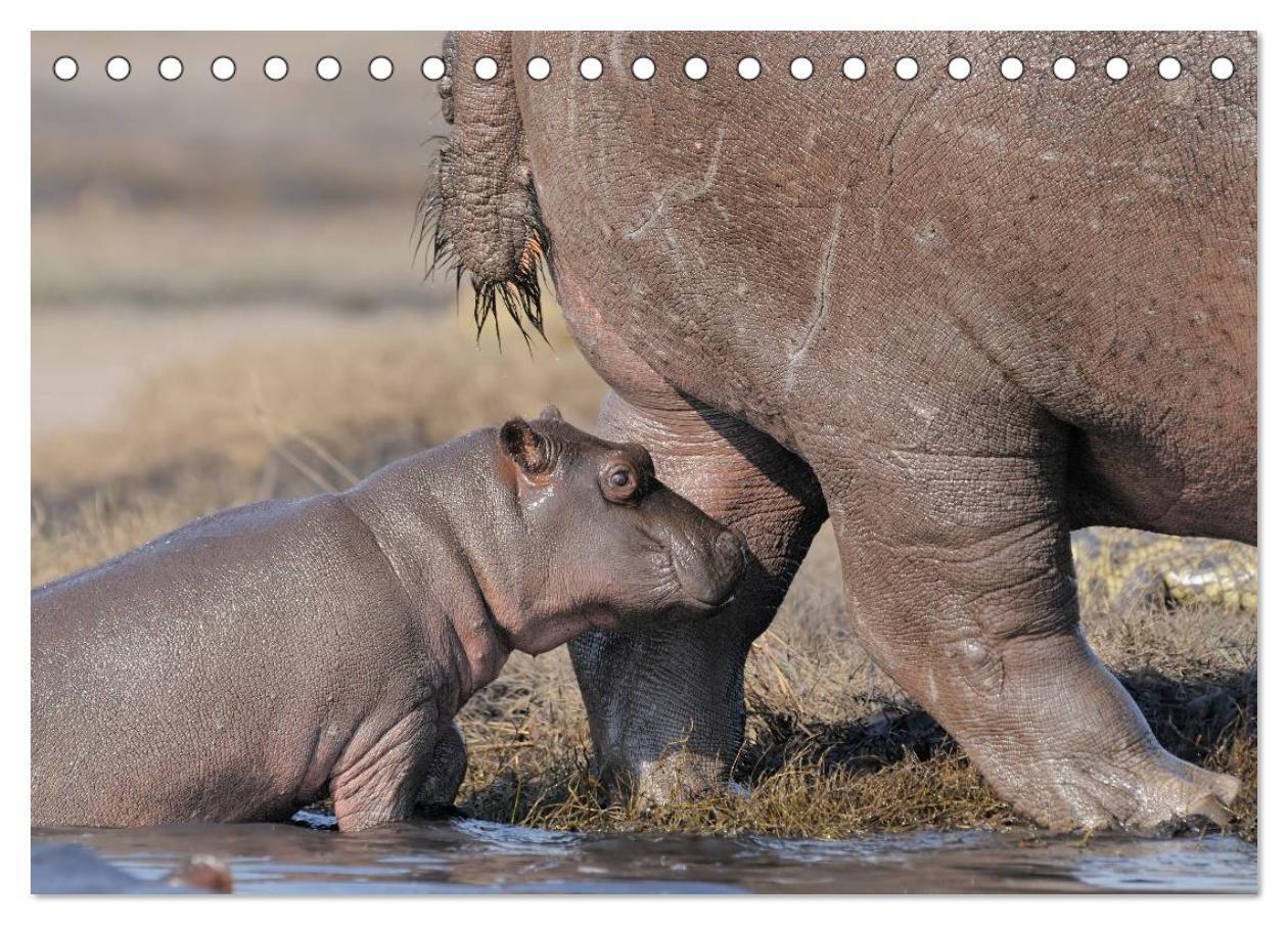 Bild: 9783435762026 | Flusspferde Magie des Augenblicks - Hippos in Afrika (Tischkalender...